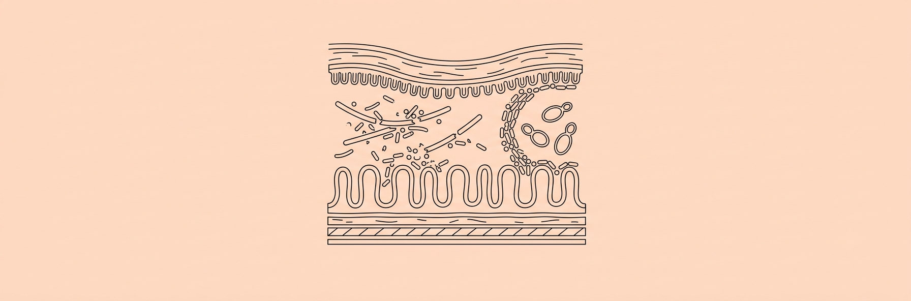 Black lineart cross-section of human intestine with gut bacteria breaking down fiber and blocking fungal cells, peach background