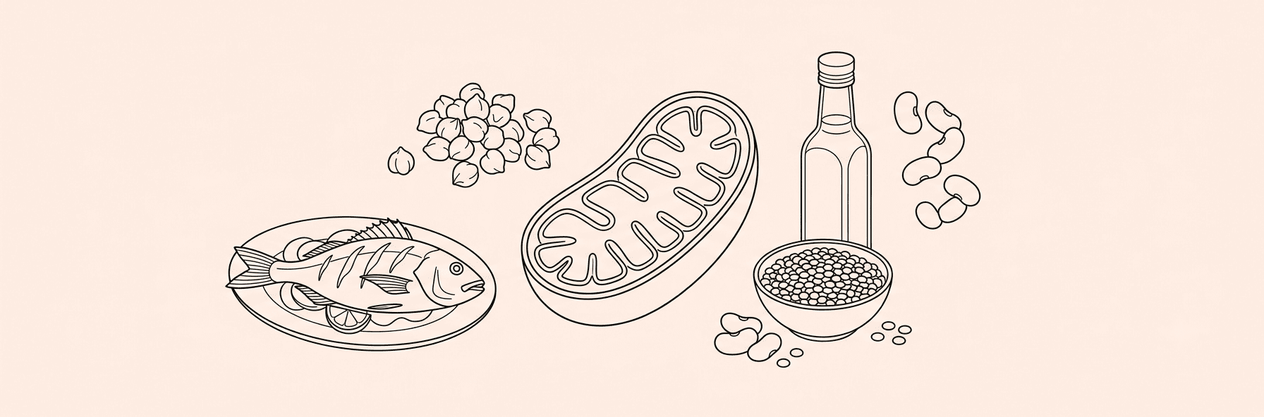 Line-art of Mediterranean food spread — olive oil, fish, legumes — alongside a mitochondria cell diagram on peach background