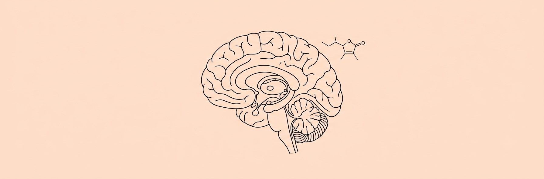 Black lineart cross-section of a human brain with a vitamin C molecule on a peach background