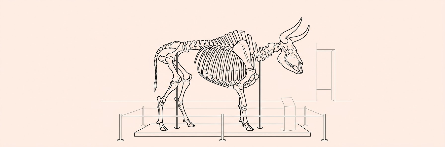 Ancient DNA Reveals the Multi-Factor Extinction of Early Cattle Ancestors