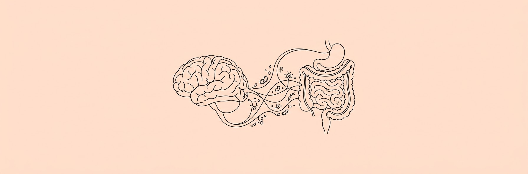 Gut Bacteria and Chemical Byproducts Linked to Accelerated Brain Aging