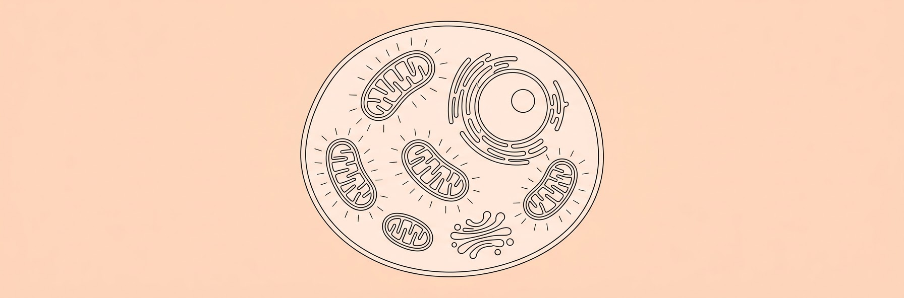 Leucine Preserves Mitochondrial Proteins to Amplify Cellular Energy