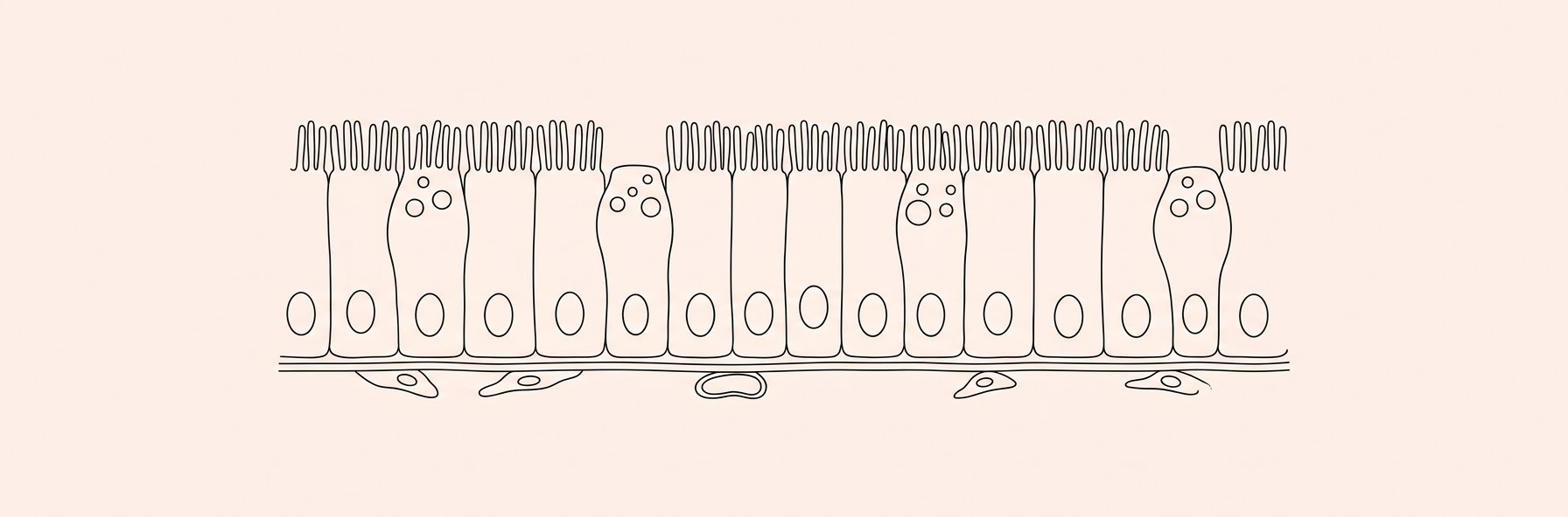 MIT Study Reveals Surprising Small Intestine Cancer Risk from Keto Diets